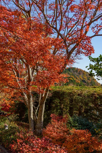 Sonbahar zamanı Japonya 'da osaka.