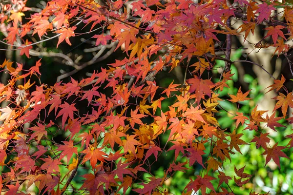 Oak Japonya 'da sonbahar zamanı