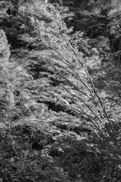 Japonya 'daki osaka şehri.