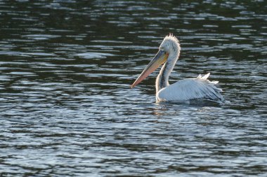 Alman Muensterland 'inde pelikan