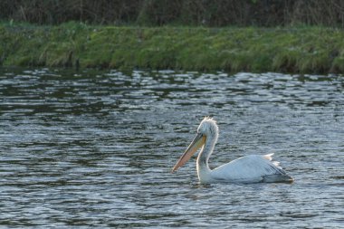 Alman Muensterland 'inde pelikan