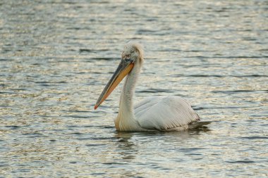 Alman Muensterland 'inde pelikan