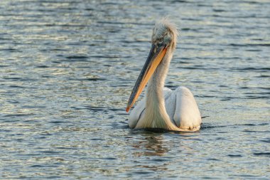 Alman Muensterland 'inde pelikan