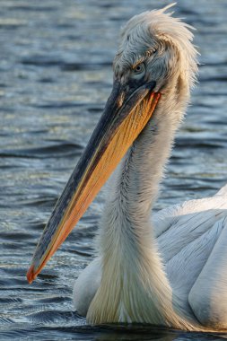 Alman Muensterland 'inde pelikan