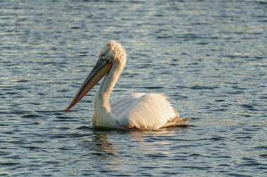 Alman Muensterland 'inde pelikan