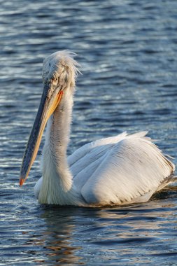 Alman Muensterland 'inde pelikan
