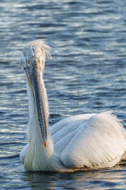 Alman Muensterland 'inde pelikan