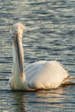 Alman Muensterland 'inde pelikan