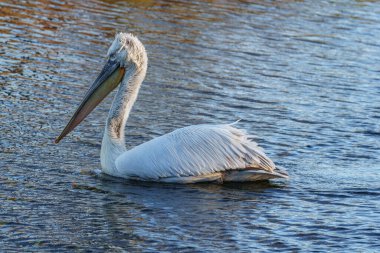 Alman Muensterland 'inde pelikan