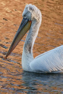Alman Muensterland 'inde pelikan