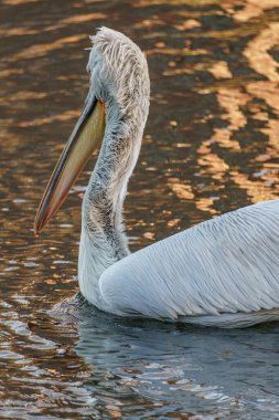 Alman Muensterland 'inde pelikan