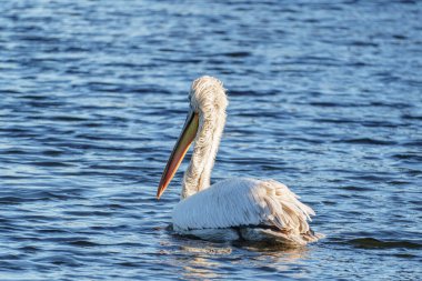 Alman Muensterland 'inde pelikan