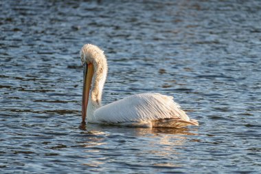 Alman Muensterland 'inde pelikan
