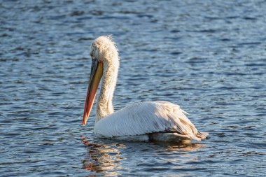 Alman Muensterland 'inde pelikan