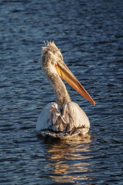 Alman Muensterland 'inde pelikan