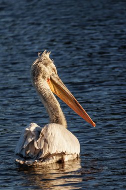 Alman Muensterland 'inde pelikan