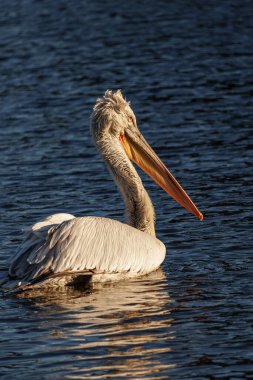 Alman Muensterland 'inde pelikan