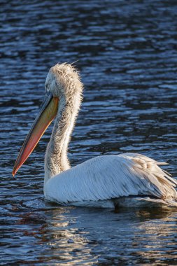 Alman Muensterland 'inde pelikan