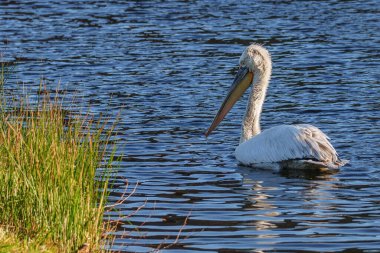 Alman Muensterland 'inde pelikan