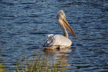Alman Muensterland 'inde pelikan