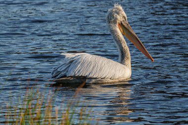 Alman Muensterland 'inde pelikan
