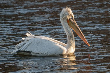 Alman Muensterland 'inde pelikan