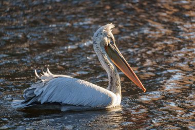 Alman Muensterland 'inde pelikan