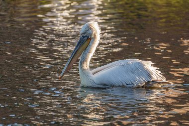 Alman Muensterland 'inde pelikan