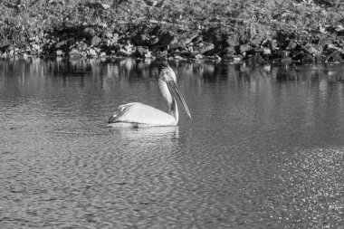 Alman Muensterland 'inde pelikan