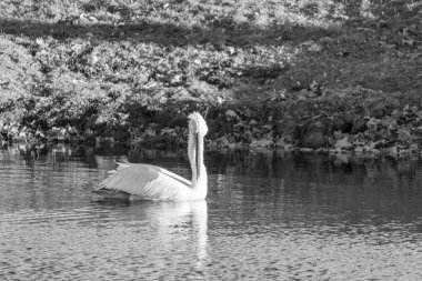 Alman Muensterland 'inde pelikan