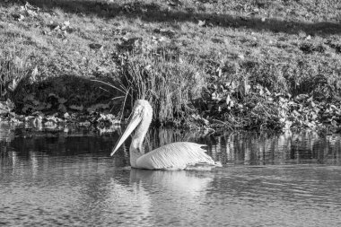 Alman Muensterland 'inde pelikan