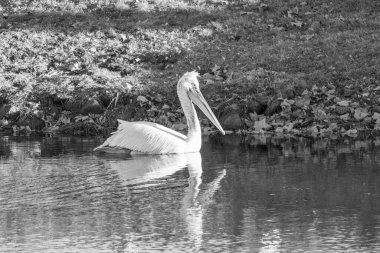 Alman Muensterland 'inde pelikan