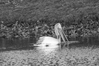 Alman Muensterland 'inde pelikan