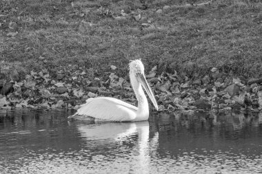Alman Muensterland 'inde pelikan