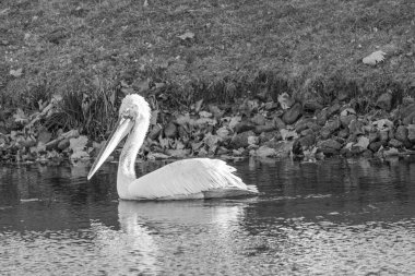 Alman Muensterland 'inde pelikan