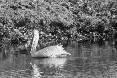 Alman Muensterland 'inde pelikan