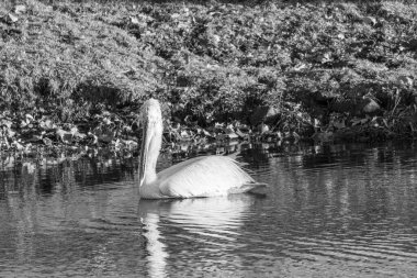 Alman Muensterland 'inde pelikan