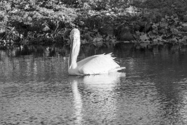 Alman Muensterland 'inde pelikan