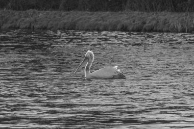 Alman Muensterland 'inde pelikan