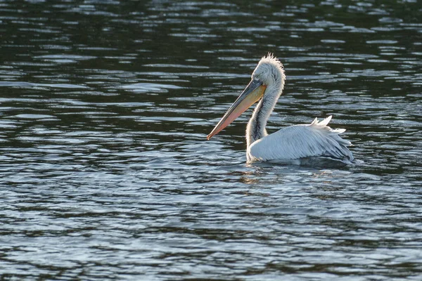 Alman Muensterland 'inde pelikan