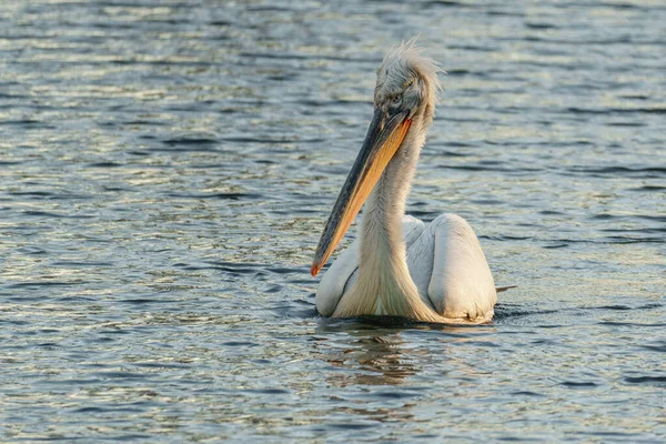 Alman Muensterland 'inde pelikan