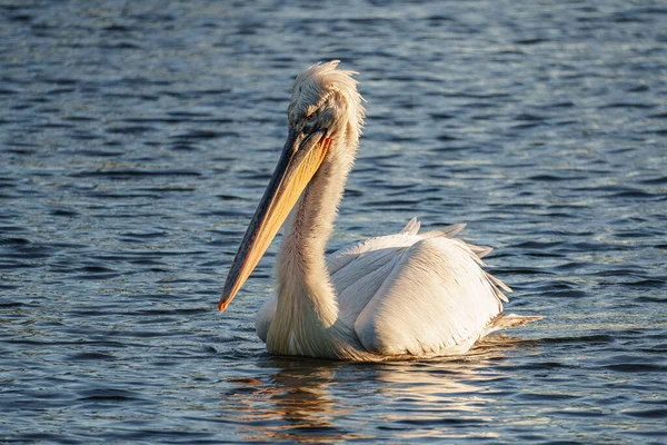 Alman Muensterland 'inde pelikan