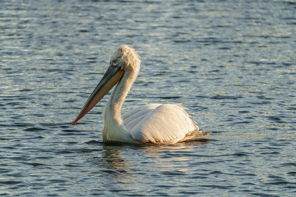 Alman Muensterland 'inde pelikan