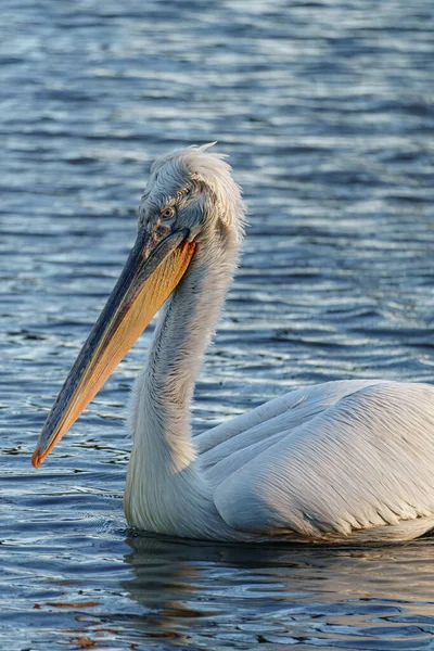 Alman Muensterland 'inde pelikan