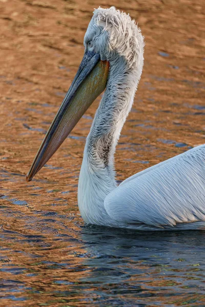Alman Muensterland 'inde pelikan