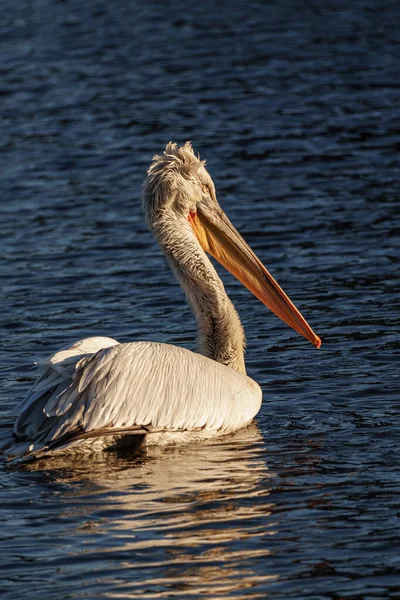Alman Muensterland 'inde pelikan