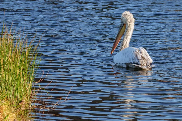Alman Muensterland 'inde pelikan