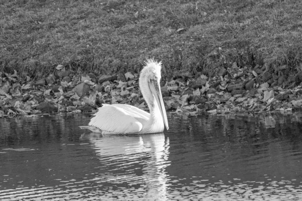 Alman Muensterland 'inde pelikan