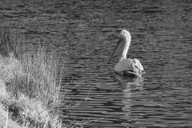 Alman Muensterland 'inde pelikan