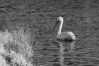Alman Muensterland 'inde pelikan